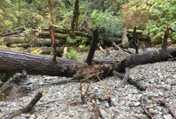 In 2022 the initiative removed more than 3,000 cubic metres of sediment and debris from the stream. The next part of the restoration process focused on stabilizing the stream channels, improving water flow, strategically placing logs to reduce future blockages, and protecting spawning and rearing habitats over a one-kilometre section of the river. (Parks Canada photo)