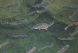 Chinook salmon fill the Stamp River in late August during the late stage of their annual migration to spawn. 