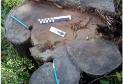 A logged culturally modified tree shows the extent of healing lobes that grew on either side of the section where cedar bark was stripped off. (Photo submitted by Jacob Earnshaw expert witness report)