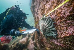 Alyssa Gehman dives in the Burke Channel, one of the fiords along B.C.'s Central Coast, to track sea stars. (Bennett Whitnell/Hakai Institute)