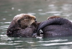 Sea otters grooming. (Michael Baird/Wikimedia Commons)