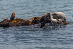 Research published in the academic journal Environmental Toxicology and Chemistry identified PFAS in B.C. sea otters for the first time. (Michael Baird/Wikimedia Commons)