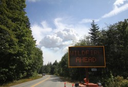 Electricity wasn’t restored to the communities of Bamfield, the Huu-ay-aht village of Anacla and the Ditidaht First Nation reserve at Nitinaht Lake  until 12 days after Mount Underwood erupted, while the road didn’t reopen until Oct. 24. (Eric Plummer photo)