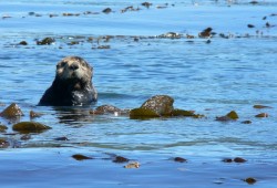 Sea otters float in kelp near Kyuquot. (Kevin Head photo)