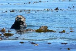 Sea otters float in kelp near Kyuquot. (Kevin Head photo)