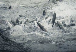 This year 1.2 million sockeye returned to Barkley Sound and the Alberni Inlet, with approximately 140,000 chinook and smaller numbers of coho, chum and steelhead. (Olam Films photo)