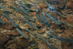 “The state of salmon remains precarious, with approximately half of regional Pacific salmon populations in B.C. and the Yukon below their long-term average spawner abundances,” states a report released this year from the Pacific Salmon Foundation. (Olam Films photo)