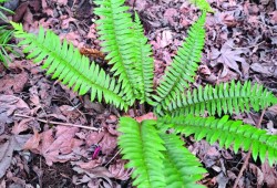 Sword fern