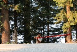 Beach access to Cameron Lake is closed, and motorists are cautioned not to stop to look at the fire. (Irine Polyzogopoulos photo)