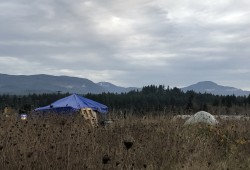Tents are perched atop a hill at the eastern edge of Port Alberni, overlooking the large parking lots for big-box stores. (Eric Plummer photo) 