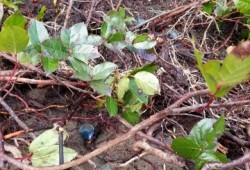 The sea creatures were also found in nearby salal bushes.