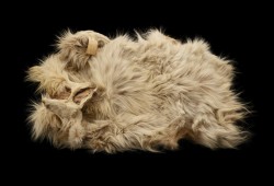 This month the Smithsonian Institute loaned the University of British Columbia’s Museum of Anthropology the only known Woolly dog pelt collected from B.C. in the mid-1800s. The dog, in life, was named Mutton and live near present-day Chilliwack. (UBC photo)