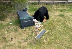 The number of conflict black bears have increased in Ucluelet since the introduction of the ACRD residential cart system in 2022. (WildSafeBC photo) 
