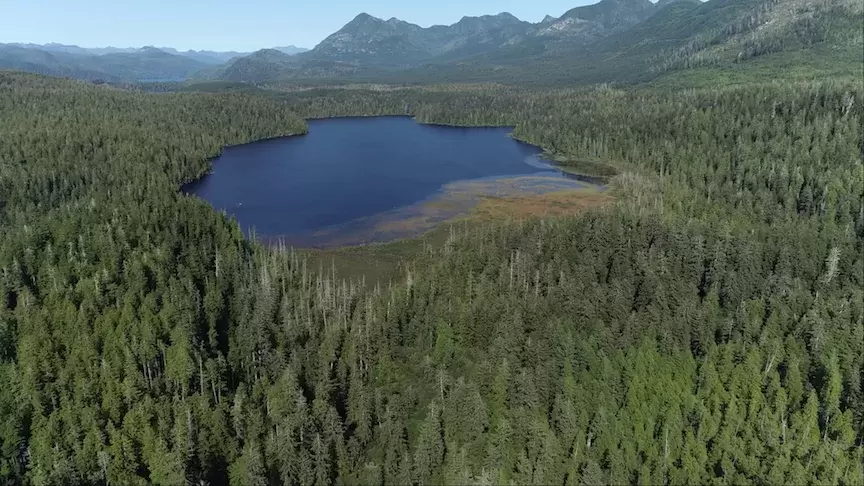 Looking north toward Cheewaht Lake. Restoration work took place on the northeastern shore of the lake. (MC Wright and Associates photo)