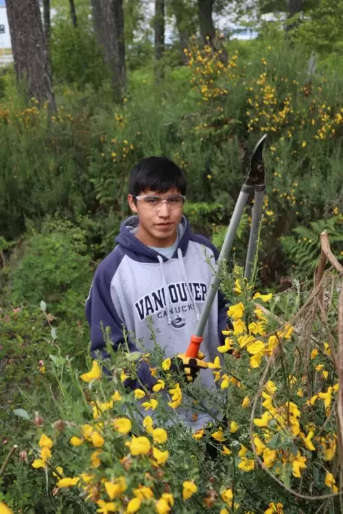 Curtis Lucas cuts Scotch broom at the North Island College campus in Port Alberni.