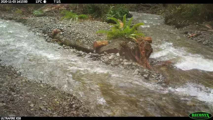 Completed flow splitter during high flow in November. Photo is from one of several time-lapse cameras set up to monitor the site of the winter. (MC Wright and Associates photo)