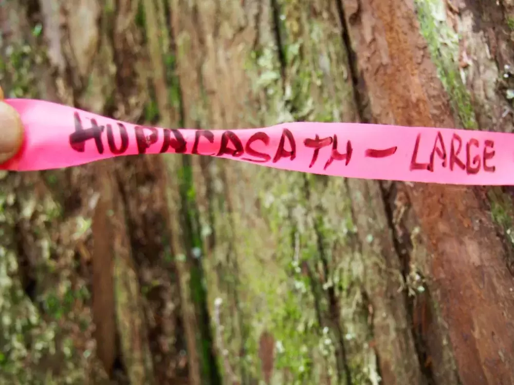 An old red cedar marked for protection from logging in the Nahmint Valley. (Mike Youds photo)