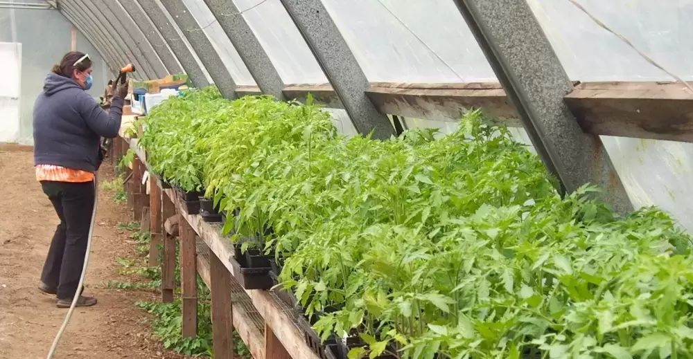 Tammy Felsman, manager of Hupacasath Community Garden, tends to tomato plants in one of the garden’s greenhouses. (Mike Youds photo)