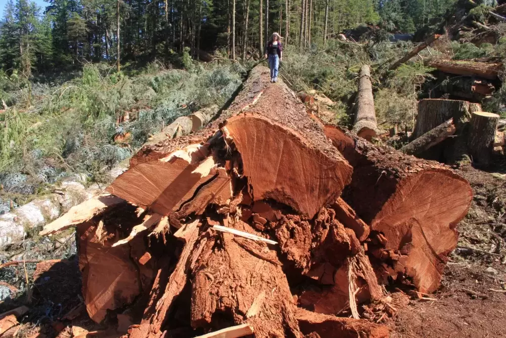 This Douglas fir was discovered by the Ancient Forest Alliance in 2018, with dimensions comparable to trees listed on the BC Big Tree Registry. The alliance sent a complaint to the Forest Practices Board about logging activity in the area. (Eric Plummer photo)