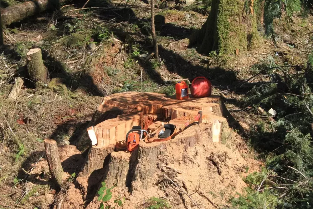 An average of 56 hectares have been harvested a year by BCTS since 2003, while another 22 hectares is typically cut annually by the Tseshaht First Nation under its current five-year license in the Nahmint valley. (Eric Plummer photo)