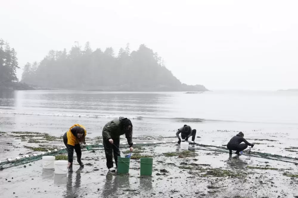 Ucluelet Aquarium staff carefully recover sea creatures from a seine net on Terrace Beach as part of the Pacific Rim Whale Festival, in Ucluelet, on March 21, 2022. (Melissa Renwick photo)