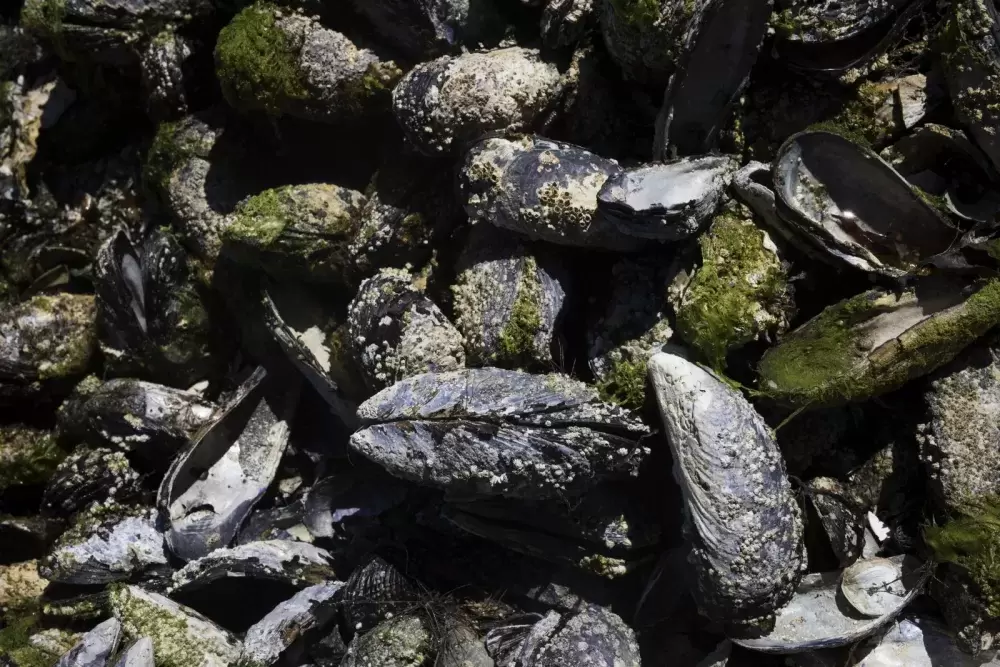 Large mussel shells are scattered on the rocks surrounding the Broken Group Islands.