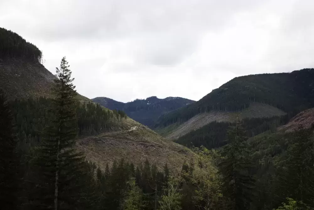 Clear cuts are visible while driving along the logging road to the Caycuse blockade, where protestors are resisting RCMP to prevent the logging of an old-growth forest, near Port Renfrew, on May 19, 2021.