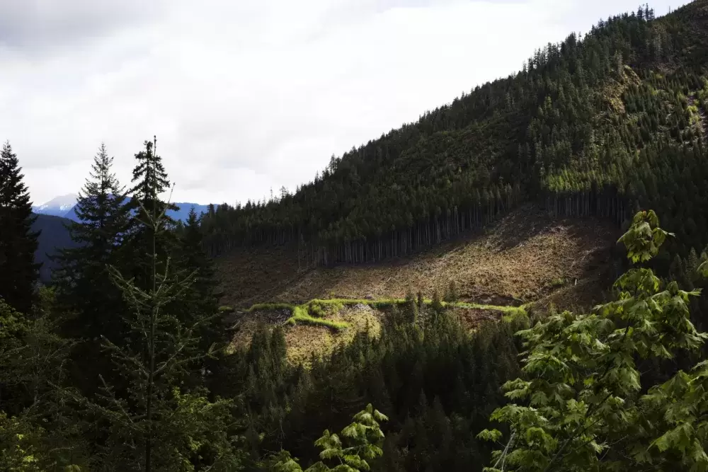 A clearcut near Port Renfrew, B.C. (Melissa Renwick photo) 