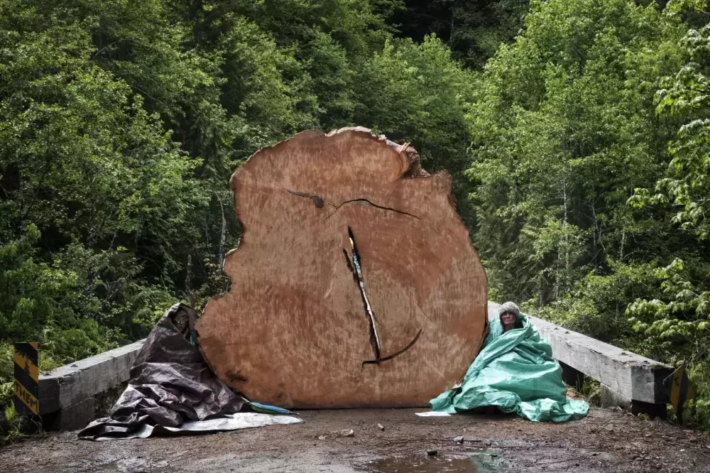 Protestors chain themselves to an old-growth tree stump in front of the bridge at the Caycuse old-growth logging blockade, near Port Renfrew, on May 19, 2021.