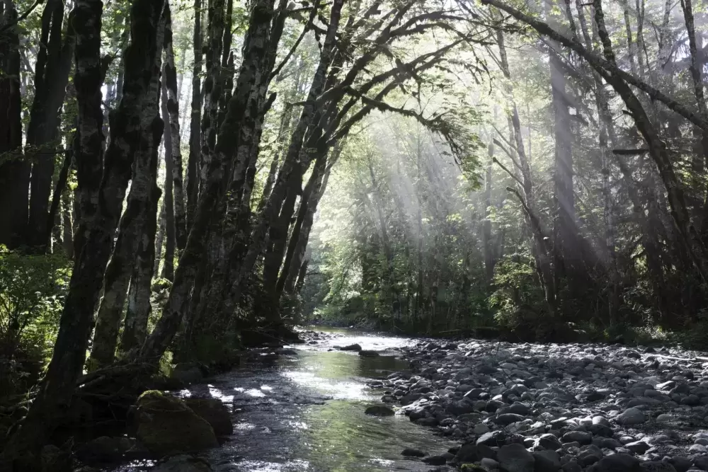 A river flows in the Fairy Creek watershed in the early morning, on May 20, 2021. (Melissa Renwick photo)