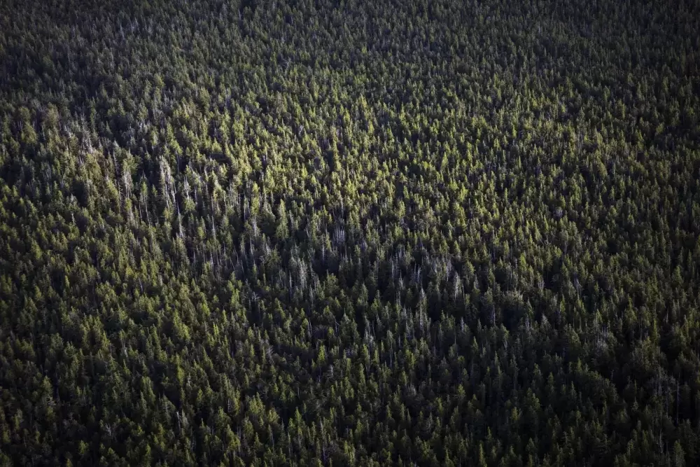 Pictured is forest near Kyuquot on northwestern Vancouver Island. (Melissa Renwick photo)