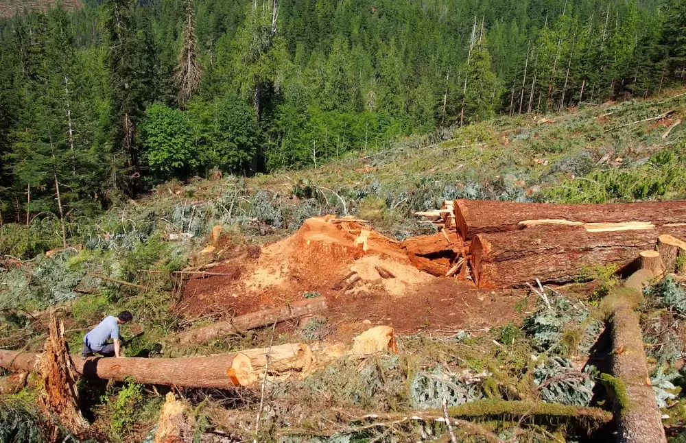 A felled western red cedar, about 700 years old, at Nahmint Lake, southwest of Port Alberni. (Mike Youds photo)