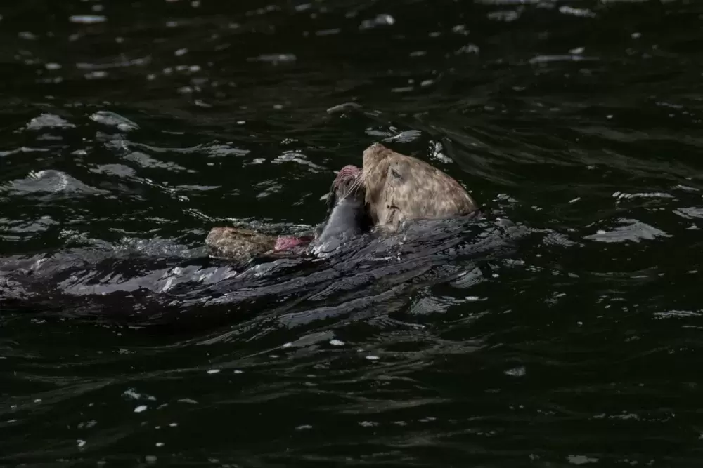 A healthy sea otter photographed nearby. Ninety-two otters have been observed in the larger area.