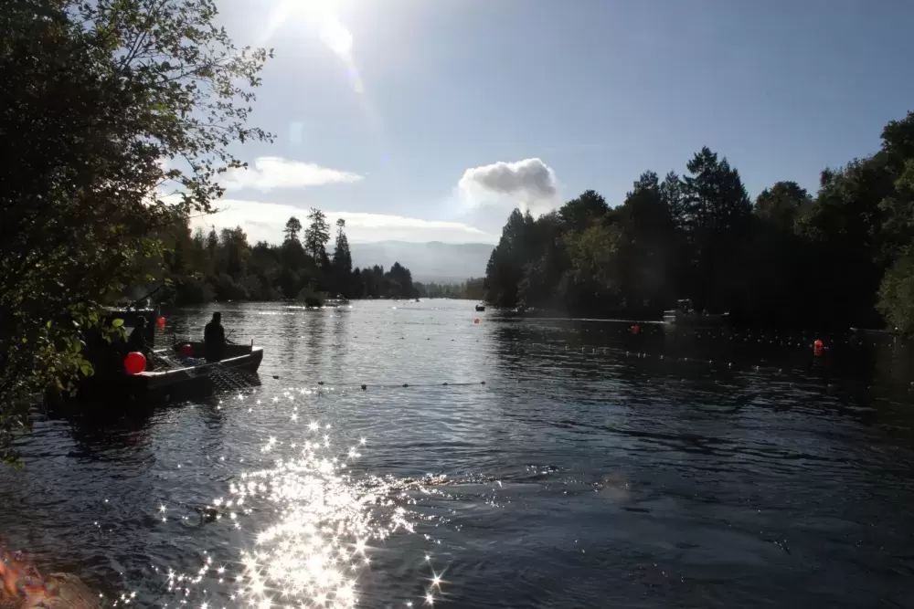 Tseshaht members fish on the Somass River during a morning in September. A new book by Charlotte Coté, who is a Tseshaht member herself, focuses on the value of harvesting foods from one's territorial waters and land. (Eric Plummer photo)