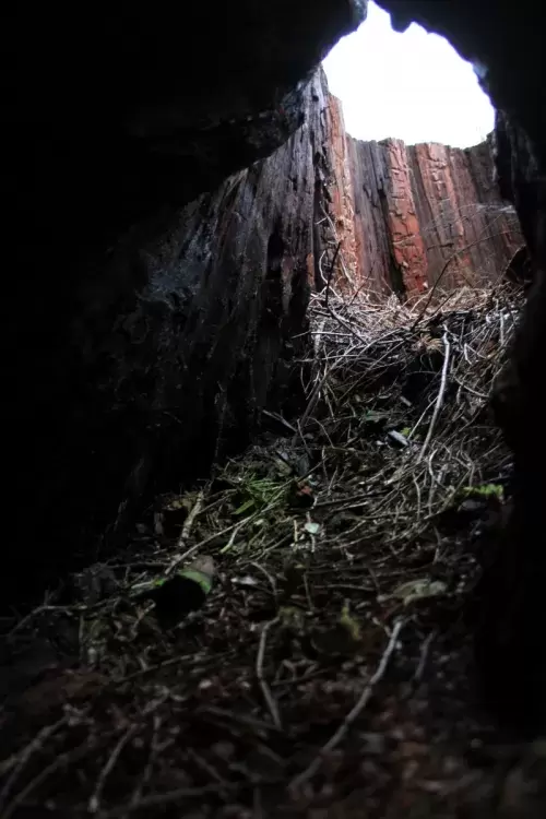 This disturbed bear den was found inside an old-growth tree stump, after the stand was cut in the Nahmint valley. (Eric Plummer photo)