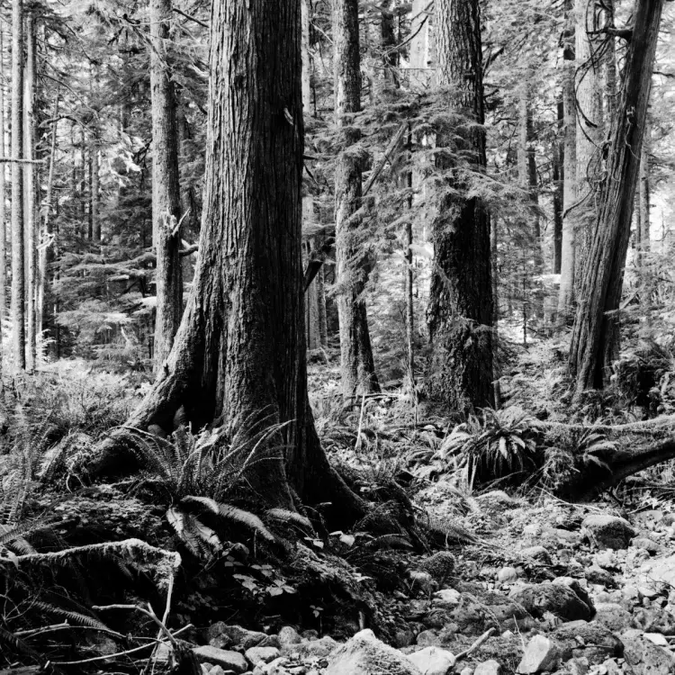 Old-growth cedar stands within Eden Grove, in the Gordon River Valley near Port Renfrew, on May 19, 2021. Protestors have been blocking access to the forest at the Eden Camp for months.