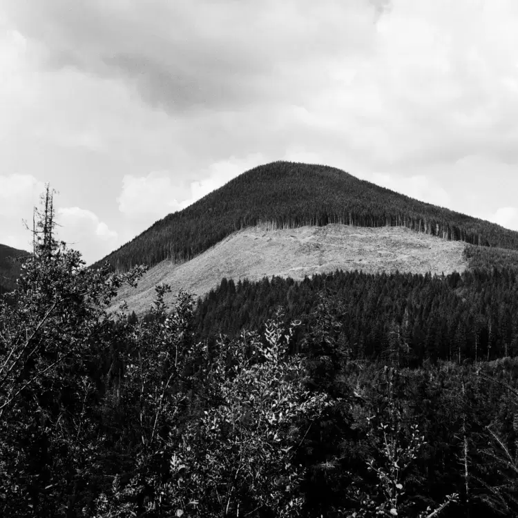 A clear-cut is visible from a logging road in the Caycuse watershed, on May 20, 2021.