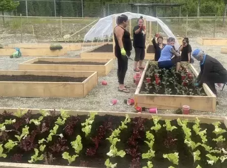 Mowachaht/Muchalaht women in a “garden bubble,” planting Tsaxana Community Garden with wellness consultant Kristi Walker (Margaretta James photo)