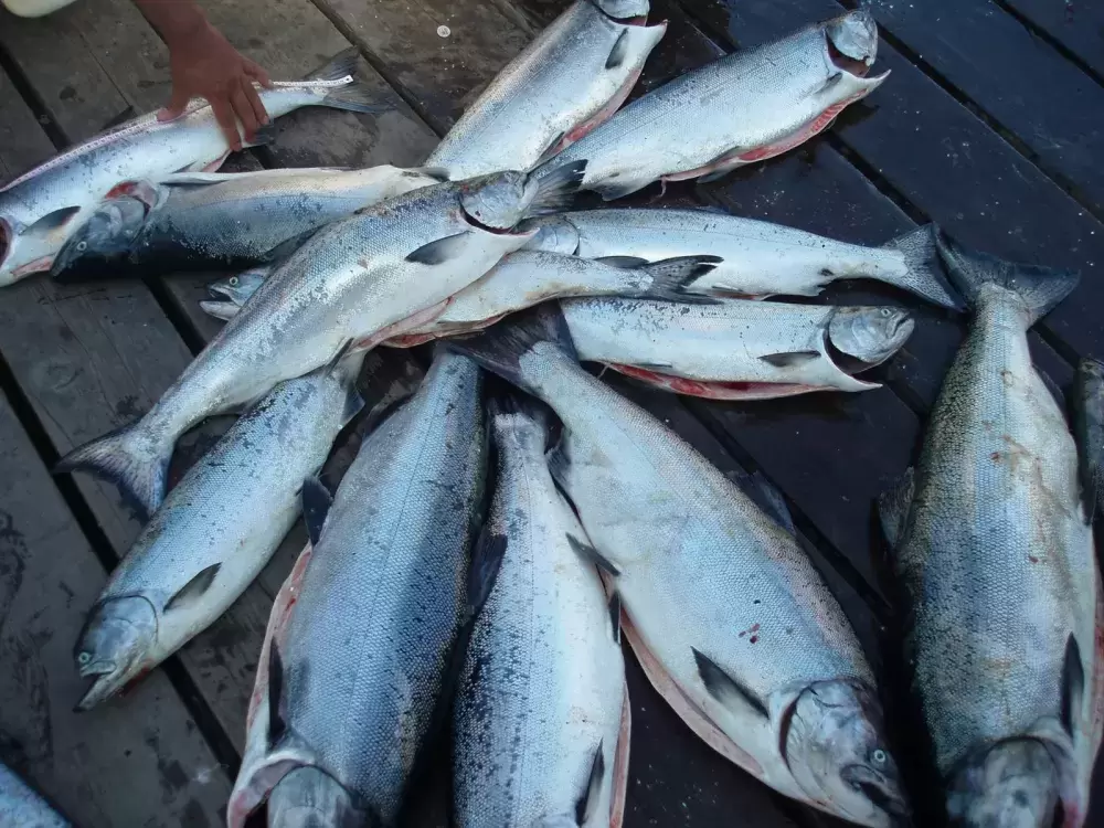 Fresh catch of west coast coho salmon on the dock. (Uu-a-thluk Facebook photo)