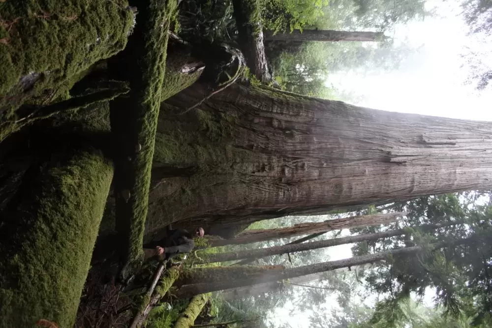 A giant yellow cedar tree near the Fairie Creek valley indicates the species that those manning the blockades want to protect. (Eric Plummer photo)