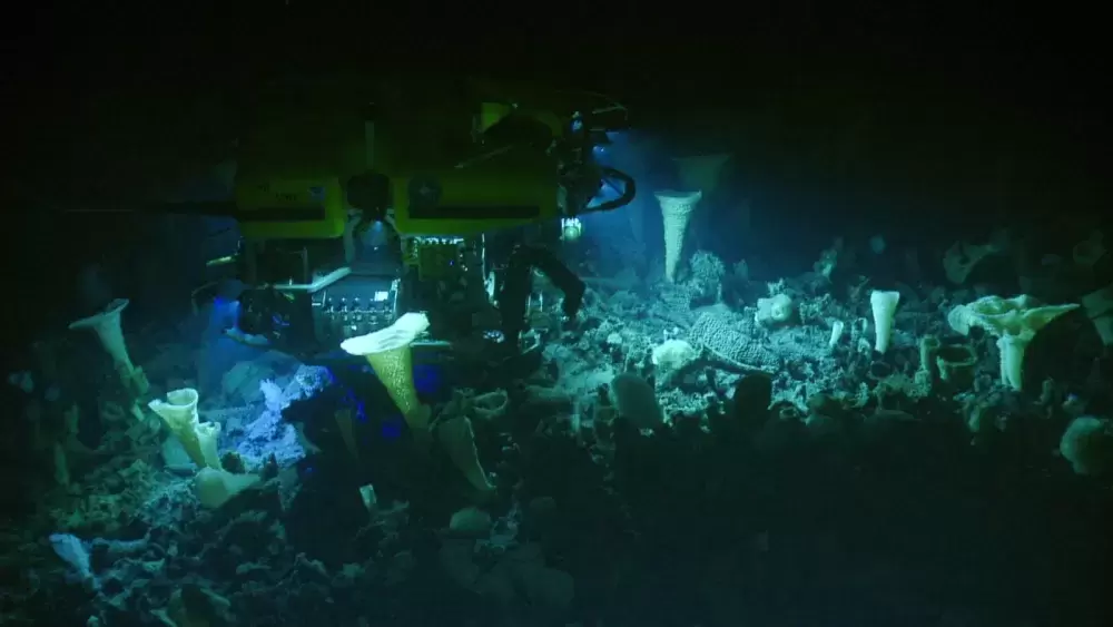 Underwater life on a seamount in a proposed Marine Protected Area west of Vancouver Island, part of what was discovered during a 2019 expedition to the offshore environment. (DFO photo)  