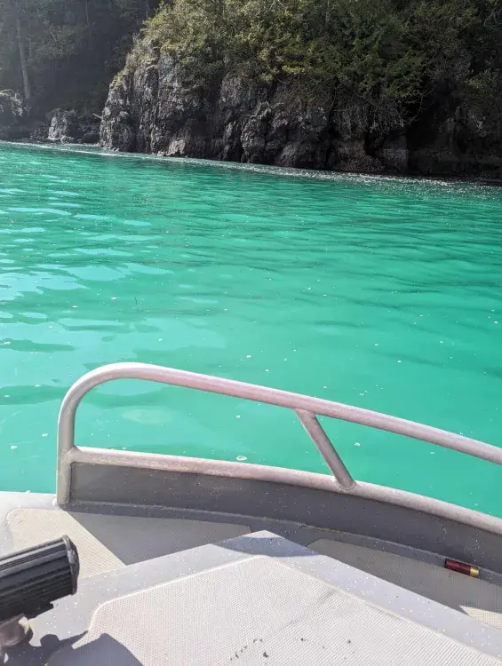 The ocean turned turquoise in Nootka Sound due to the herring spawn. (Claudia Tersigni photo)