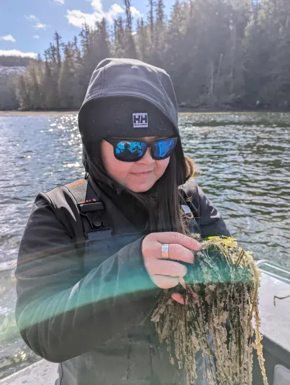 Judae Smith collects herring eggs in Nootka Sound. (Claudia Tersigni photo)