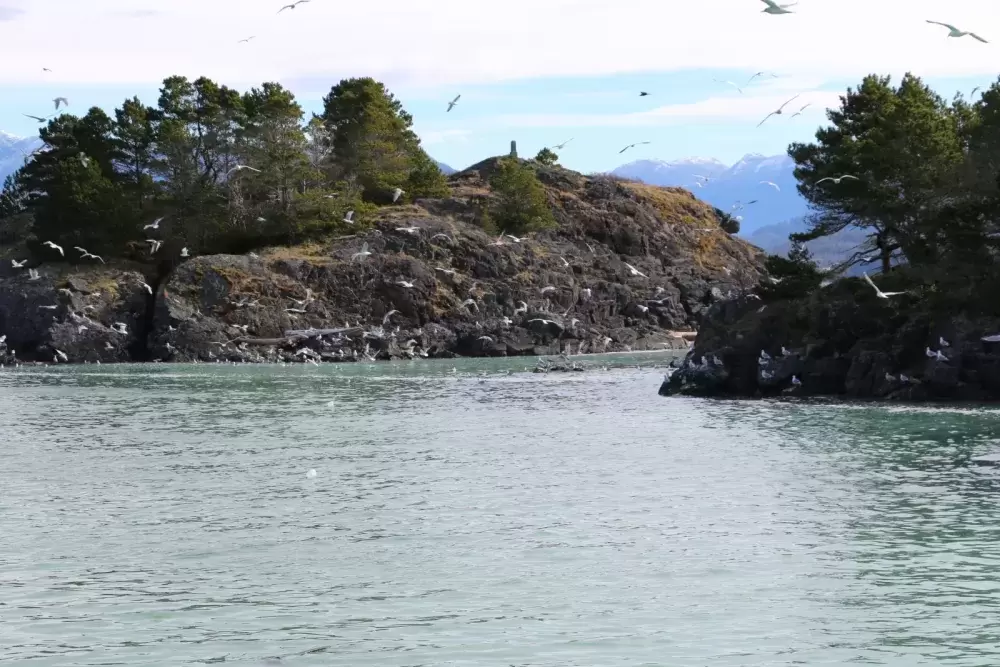 A flock of seagulls crowd over the water by Yuquot at the southern edge of Nootka Island. (Irine Polyzogopoulos photo)