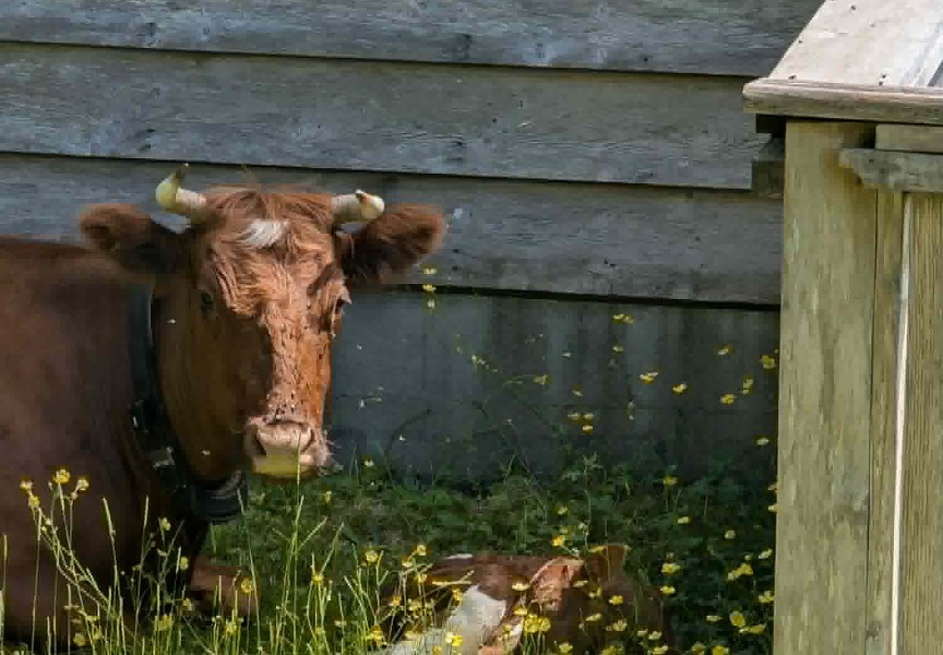Herd Matriach 'Hip Spot' and new calf ƛ̓iiḥciip (Clay Weisschadel photos)