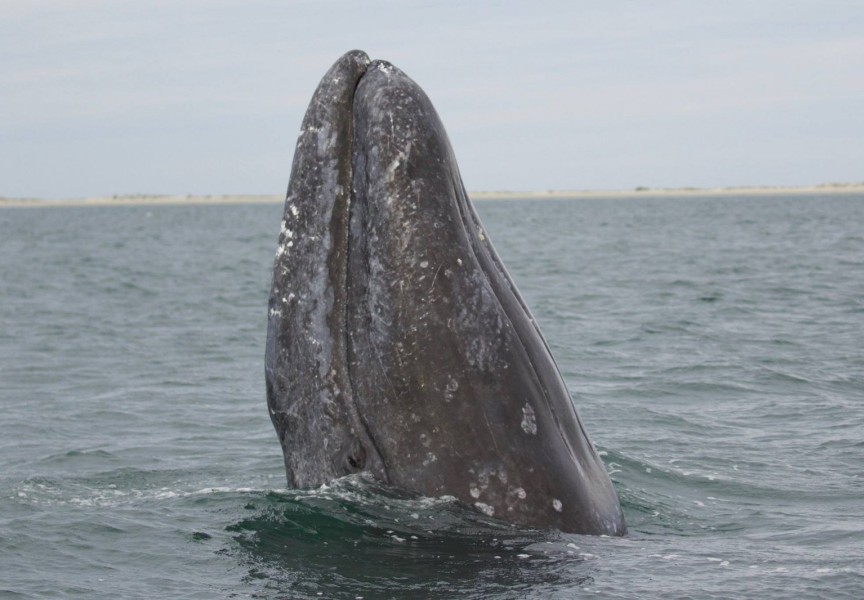 (Marc Webber/USFWS photo)