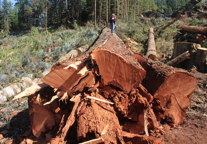 This Douglas fir was discovered by the Ancient Forest Alliance in 2018, with dimensions comparable to trees listed on the BC Big Tree Registry. The alliance sent a complaint to the Forest Practices Board about logging activity in the area. (Eric Plummer photo)