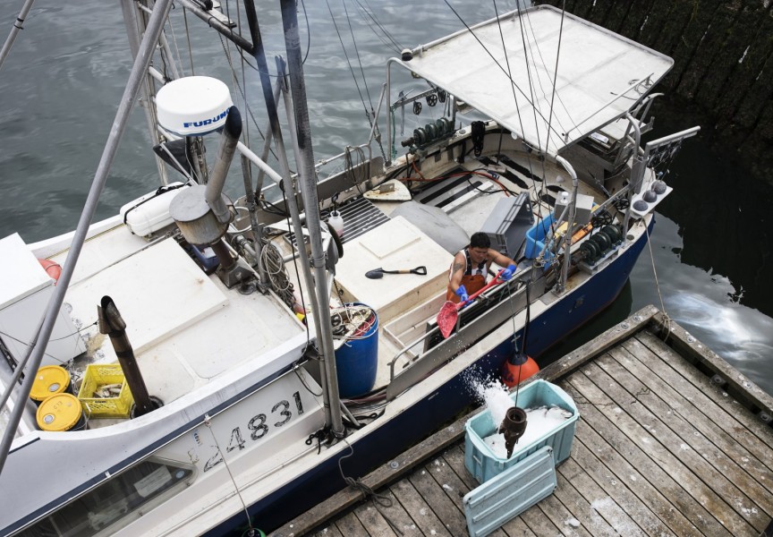 Terry Crosina pours fresh ice of their catch before Elmer Frank brings it to Ucluelet to sell, on July 23, 2020. (Melissa Renwick photo)