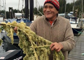 The herring are back in Ahousaht