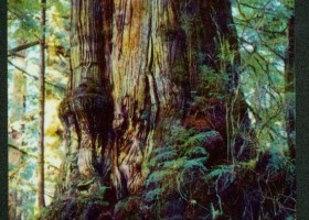 Old Growth Forest